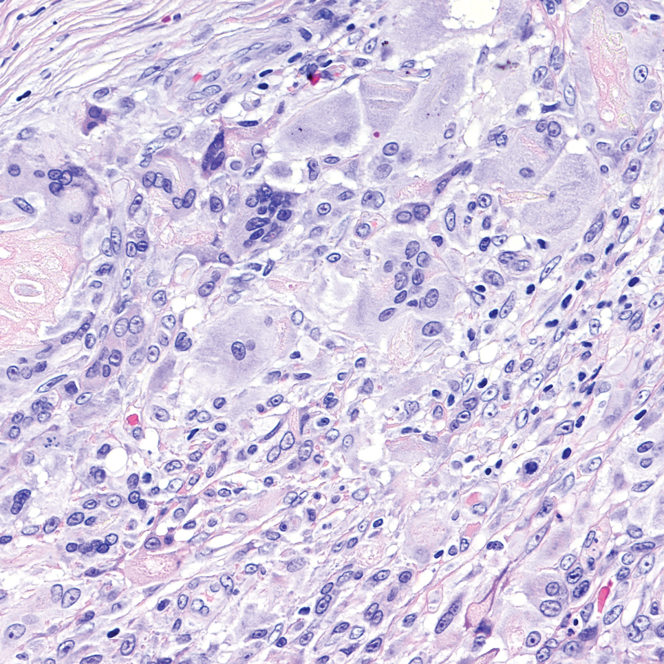 Han-Dermpath-3