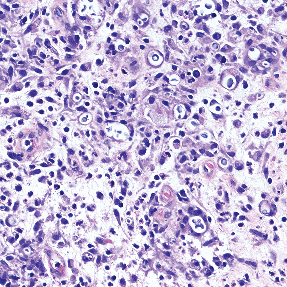 Han-Dermpath-Quiz-top