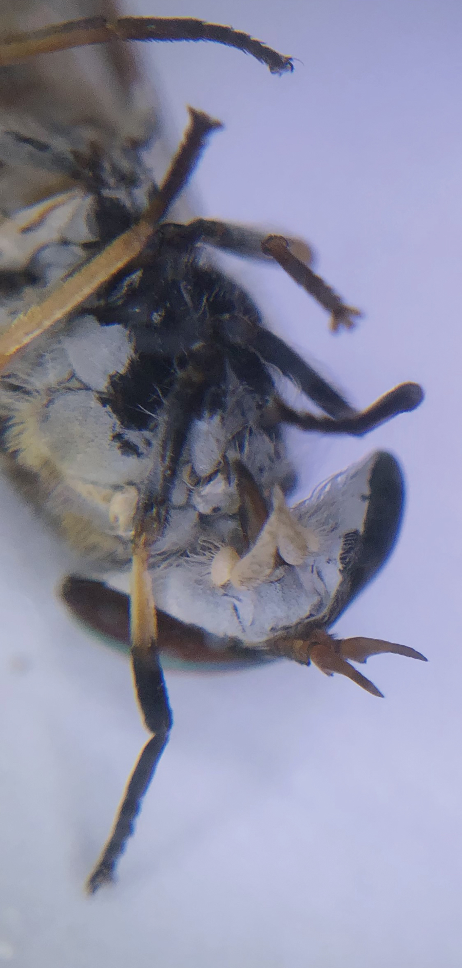 Sequeira-Yellow-fly-2