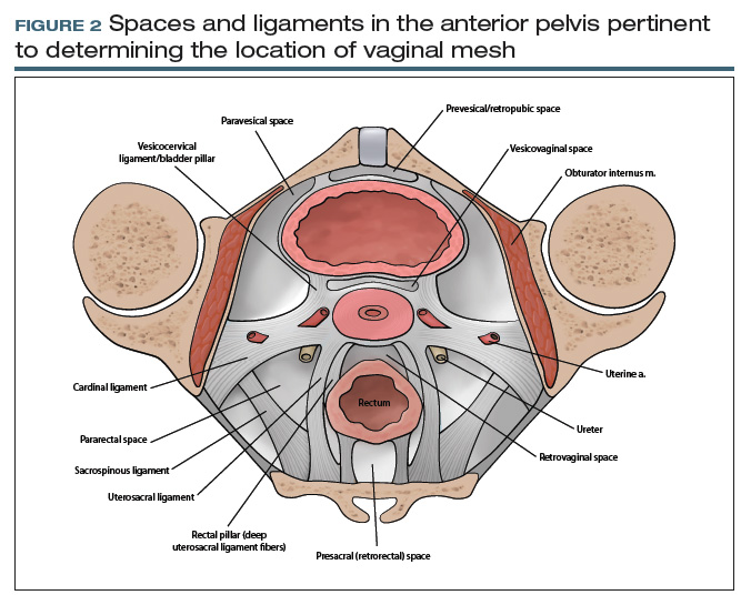 Anterior Apical Posterior Vaginal Anatomy For The Gynecologic