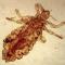 Pediculus humanus (louse), adult form.