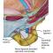 Anatomy of the Inguinal Canal Anatomy of the Inguinal Canal