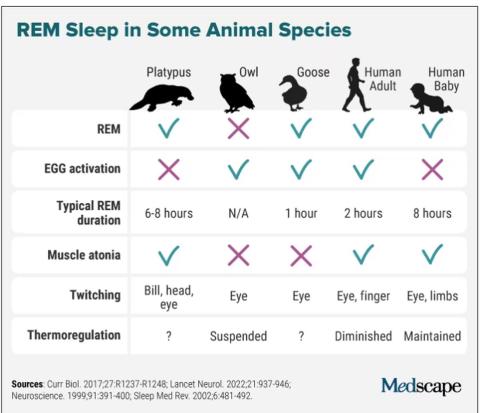 REM sleep across species graphic