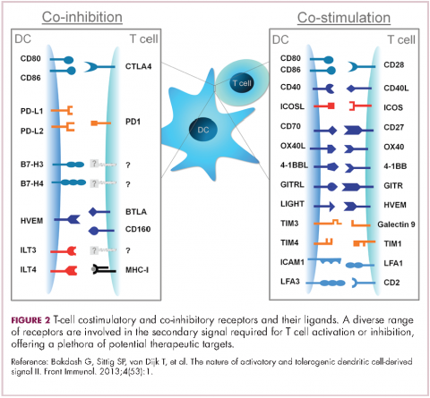 Figure 2. Immunotherapies. T-cell costimulatory and co-inhibitory receptors and their ligands.