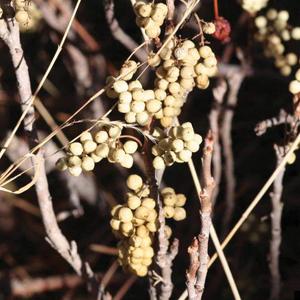 Mature fruit of Toxicodendron rydbergii in winter.