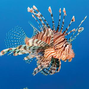 Lionfish (Pterois volitans)