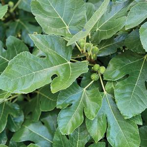 Immature fruit of the common fig tree.