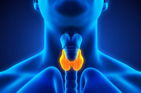 Thyroid
