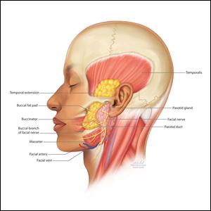 Anatomy of the buccal fat pad, noting its temporal extension and relationship to the parotid gland, parotid duct, and facial nerve