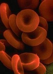 red blood cells