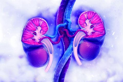 blue and purple kidney illustration