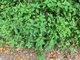 Intense stinging and burning, followed by the development of skin lesions minutes after exposure to a plant