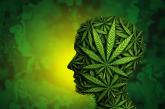Cannabis