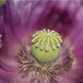 An annual flowering plant—originating in ancient Egypt, Mesopotamia, and Persia—the poppy is valued for its edible seeds, ornamental flowers, and medicinal properties. The first known written reference to the poppy appeared in 4000 BC in Sumerian text.