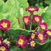 Primula obconica (also known as German primrose and Libre Magenta).