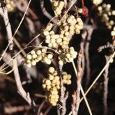 Mature fruit of Toxicodendron rydbergii in winter. Mature fruit of Toxicodendron rydbergii in winter.