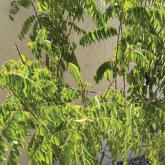 Leaves of a neem plant (Azadirachta indica) Leaves of a neem plant (Azadirachta indica)