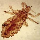Pediculus humanus (louse), adult form. Pediculus humanus (louse), adult form.