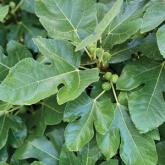 Immature fruit of the common fig tree.