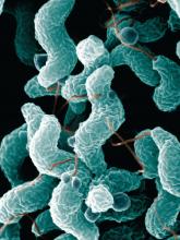 Campylobacteriosis incidence rises in U.S. from 2004 to 2012