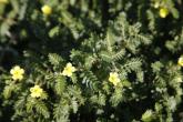 Tribulus terrestris