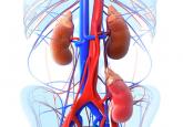 Kidney transplant: New opportunities and challenges