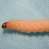 What’s Eating You? Clothes Moths (Tineola Species)