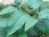 FDA warns kratom vendors about unproven claims