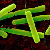 How effective and safe is fecal microbial transplant in preventing C difficile recurrence?