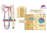 Diagnosis and treatment of hyperkalemia