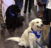 Dogs steal the show at CHEST 2018