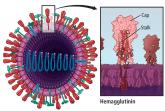 Influenza update 2018–2019: 100 years after the great pandemic