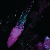 Feet first for fungal diversity