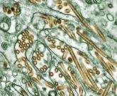 H5N1 flu researchers lift self-imposed moratorium