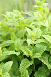 Melissa Officinalis