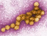 Analysis could help to predict West Nile epidemics