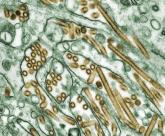 CDC: Cross-contamination, lab closure shouldn’t impact flu season efforts