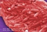 Counseling Decreased TNF-Related Salmonella, Listeria Infections