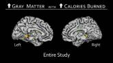 Active lifestyle boosts brain structure in older adults