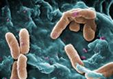Empiric monotherapy sufficient for gram-negative bacteremia