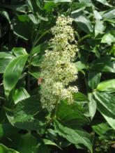 Chinese herbal remedy found noninferior to methotrexate in RA patients