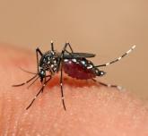 Dengue Vaccine Shows Promising Results