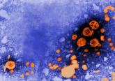 Tenofovir alone suffices against lamivudine-resistant hepatitis B