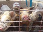 FDA Moves to Curtail Agricultural Antibiotic Use