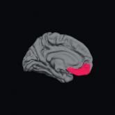 Anxiety associated with structural brain differences in children with epilepsy