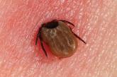 brown tick in skin