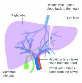 Lowering portal pressure boosts cirrhosis outcomes