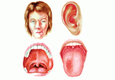 Functional anatomy of the facial nerve revealed by Ramsay Hunt syndrome