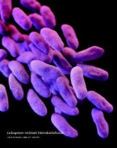 Experts emphasize scrupulous procedures for duodenoscopes, ERCP