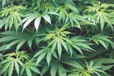 Pot tied to increased risk of substance use disorders, not depression or anxiety